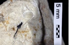 Foto (Detailansicht) von Goniodromitidae indet. (NHMW-GEO-1990-0041-0254)